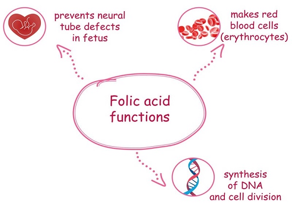 Hình. Chức năng của acid folic