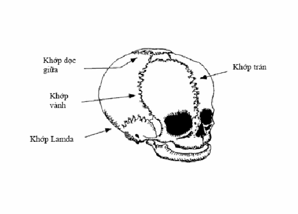 Xương hộp sọ và các khớp sọ