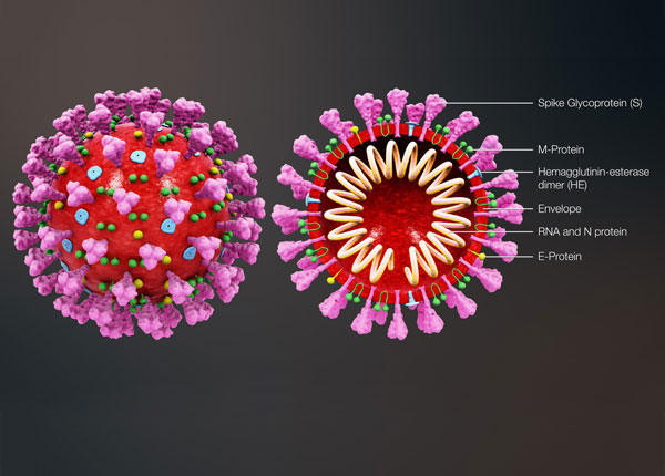 Tìm hiểu về bệnh viêm phổi do virus corona